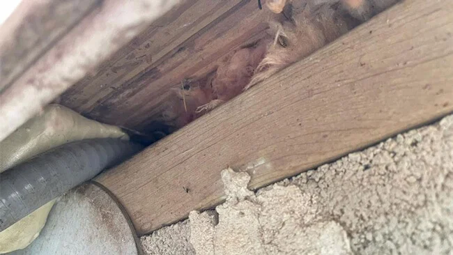Wildlife nesting inside an open soffit cavity beside a utility line